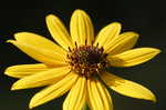 Narrow-leaf sunflower